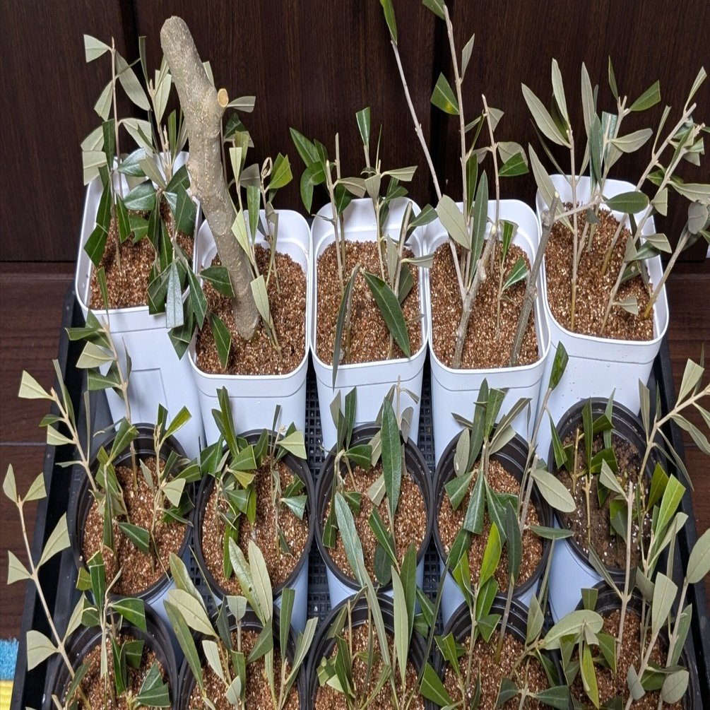 オリーブ 極太 剪定枝 太木挿し 挿木 盆栽 2本 オリーブ 太枝 剪定枝