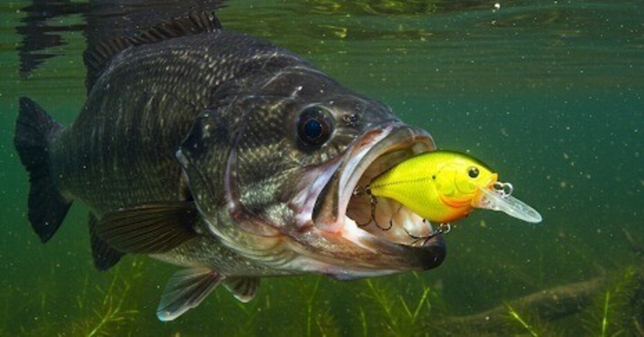 ブラックバスルアー他一式　リュック付き ブラックバスの本能③】バスがストライクしてしまうルアーとアクション