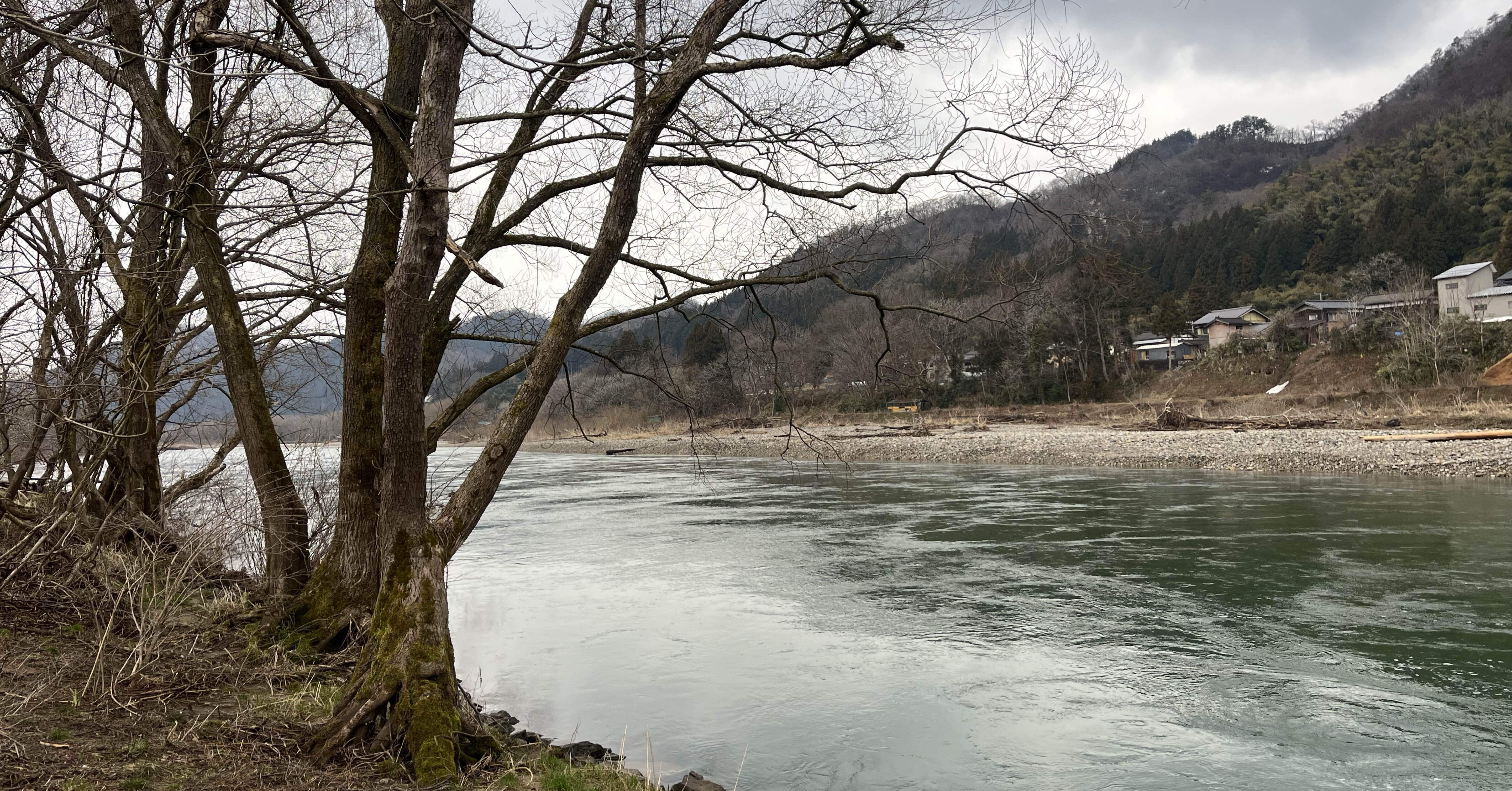 2025年新潟サクラマス釣り3日目【三面川】｜田沢寛