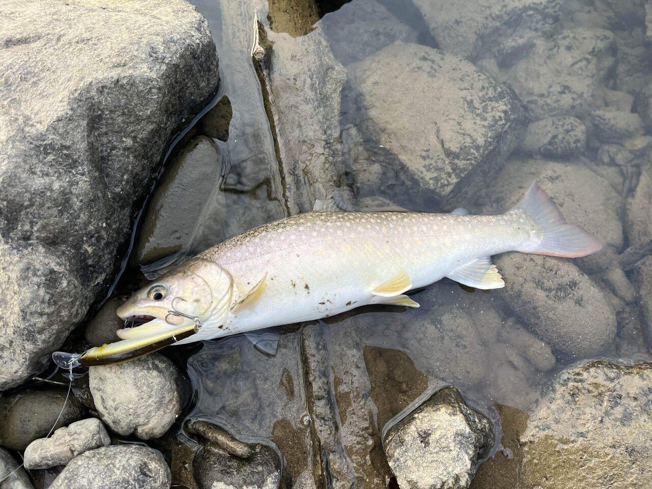3名さま　A4サイズ　釣り 3名さまA4サイズ釣り