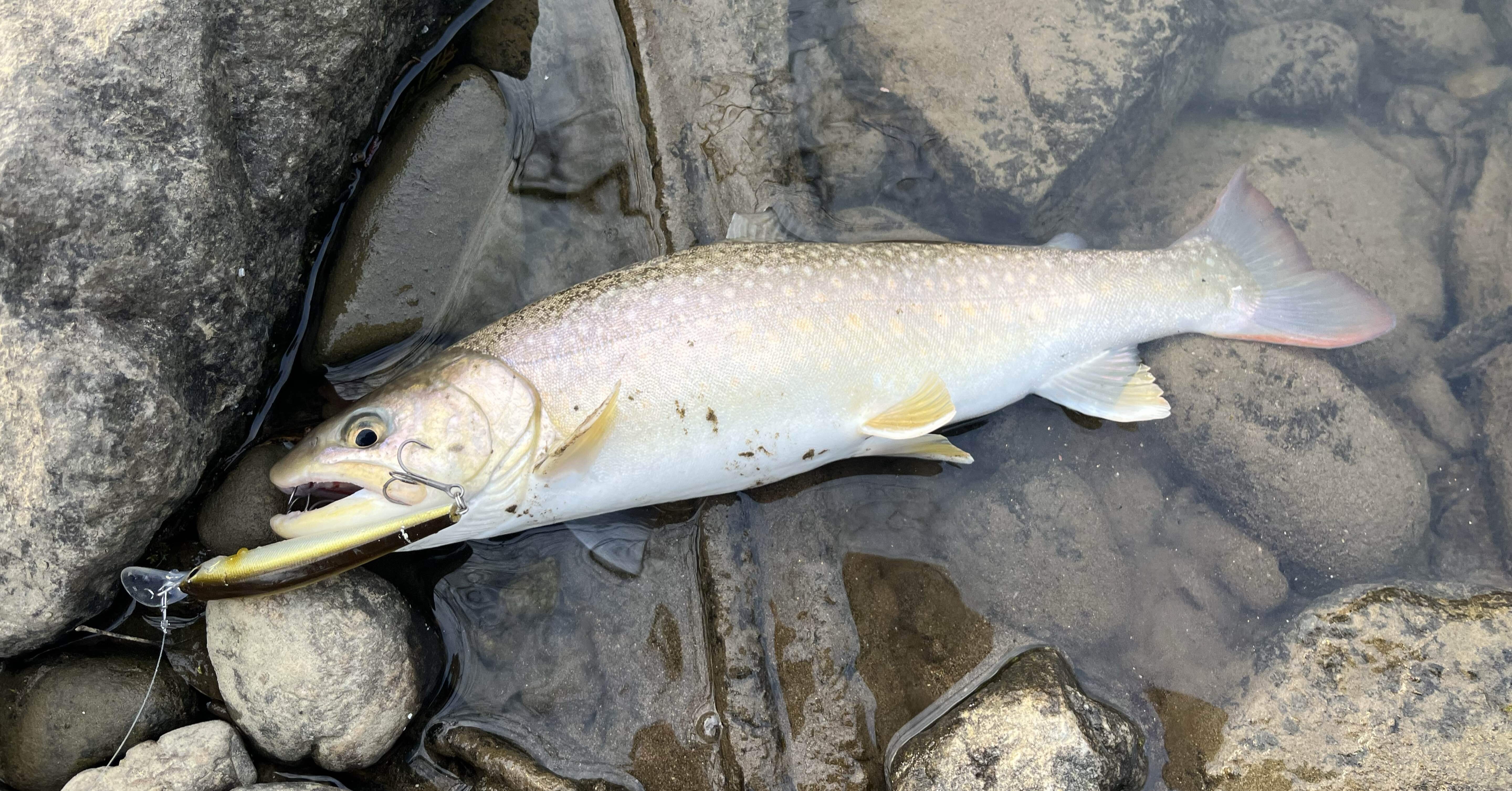 abea1f084d199c19c7eb59a2b22fdc