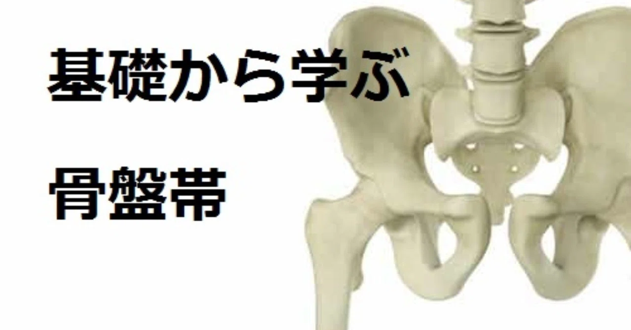 基礎から学ぶ骨盤帯｜Lee