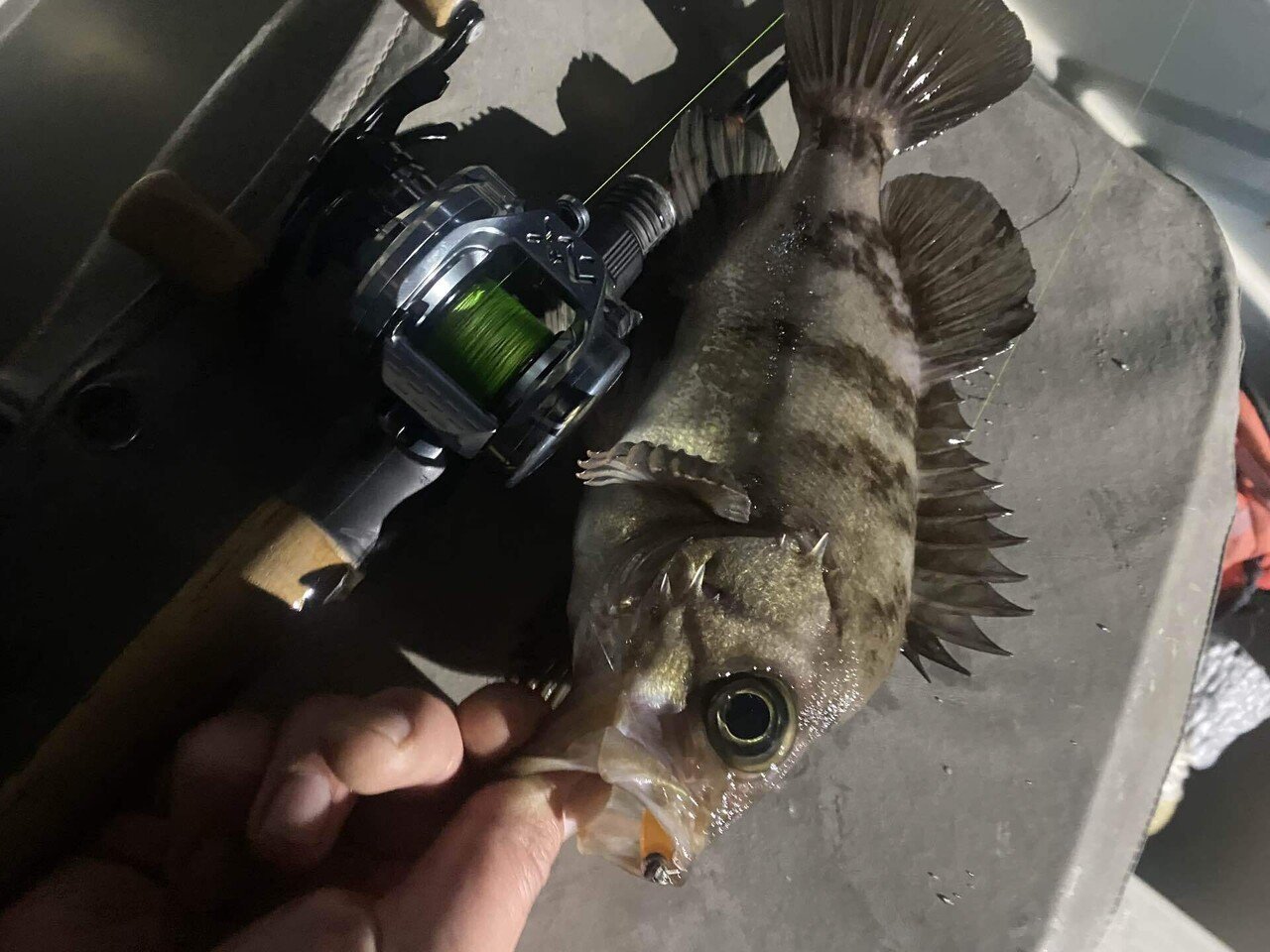 小さくてかわいいやつ2｜まっつん