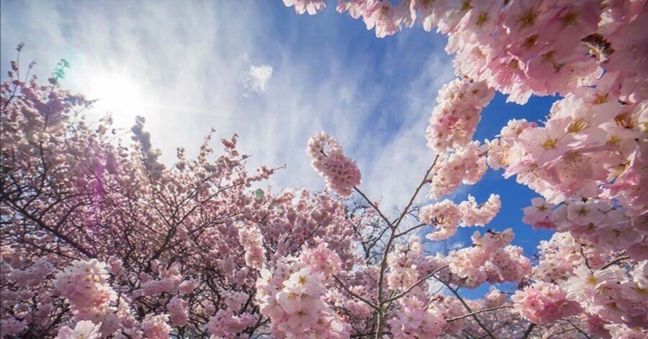 春めき桜（足柄桜）| 一ノ堰ハラネ 春木径｜borichan | 旅するカメラ