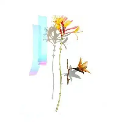 もくれん