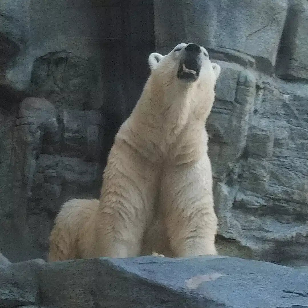 そらり