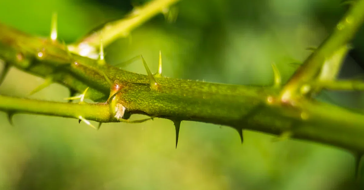 [Natural Remedies] A trick to remove small, stuck splinters yourself｜菜々
