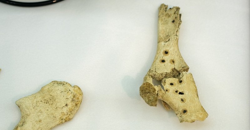 その化石って本物？恐竜時代の化石収集の世界と偽物の見分け方