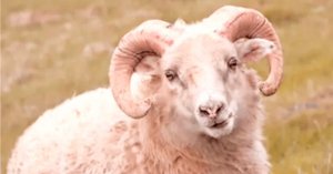 東浩紀 『クォンタム・ファミリーズ』 ： 東浩紀自身の「世界像