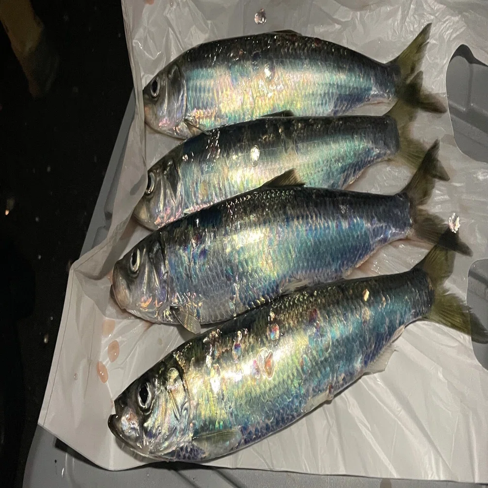 ニシンの釣り方とオススメの食べ方｜??Snowbird-8964