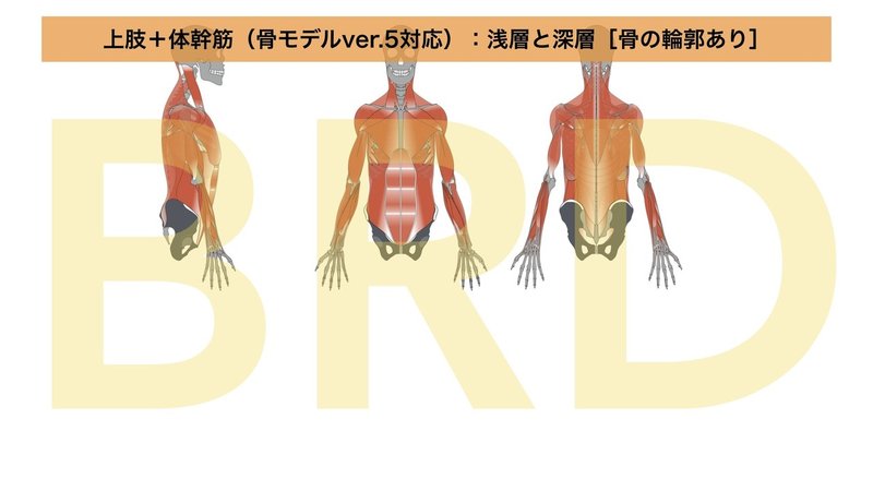 上肢・体幹筋モデルkeynote版ver.2.002