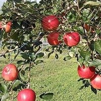 常緑果樹と落葉果樹 ねこまる 果樹バカ Note
