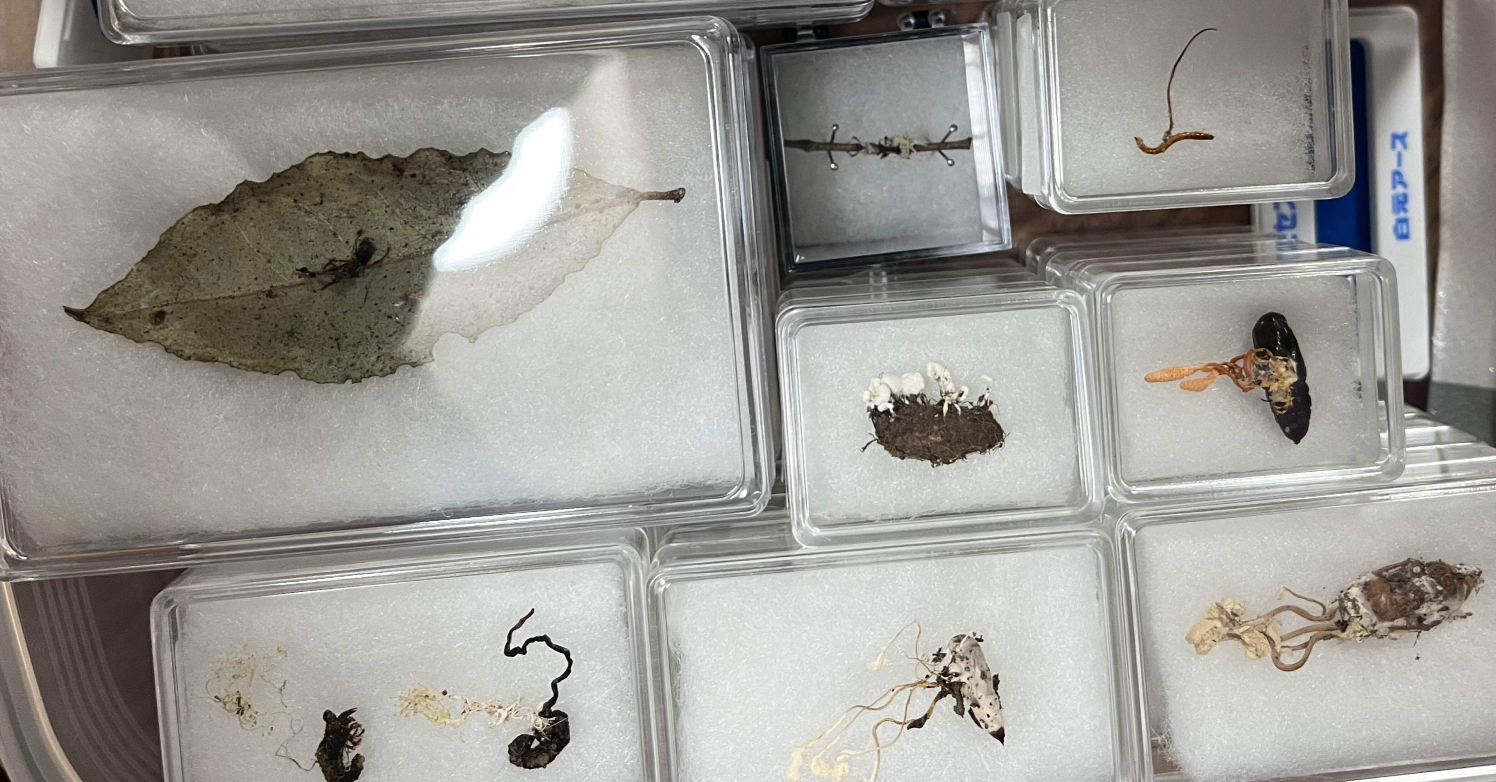 標本作成って難しい｜くもさん