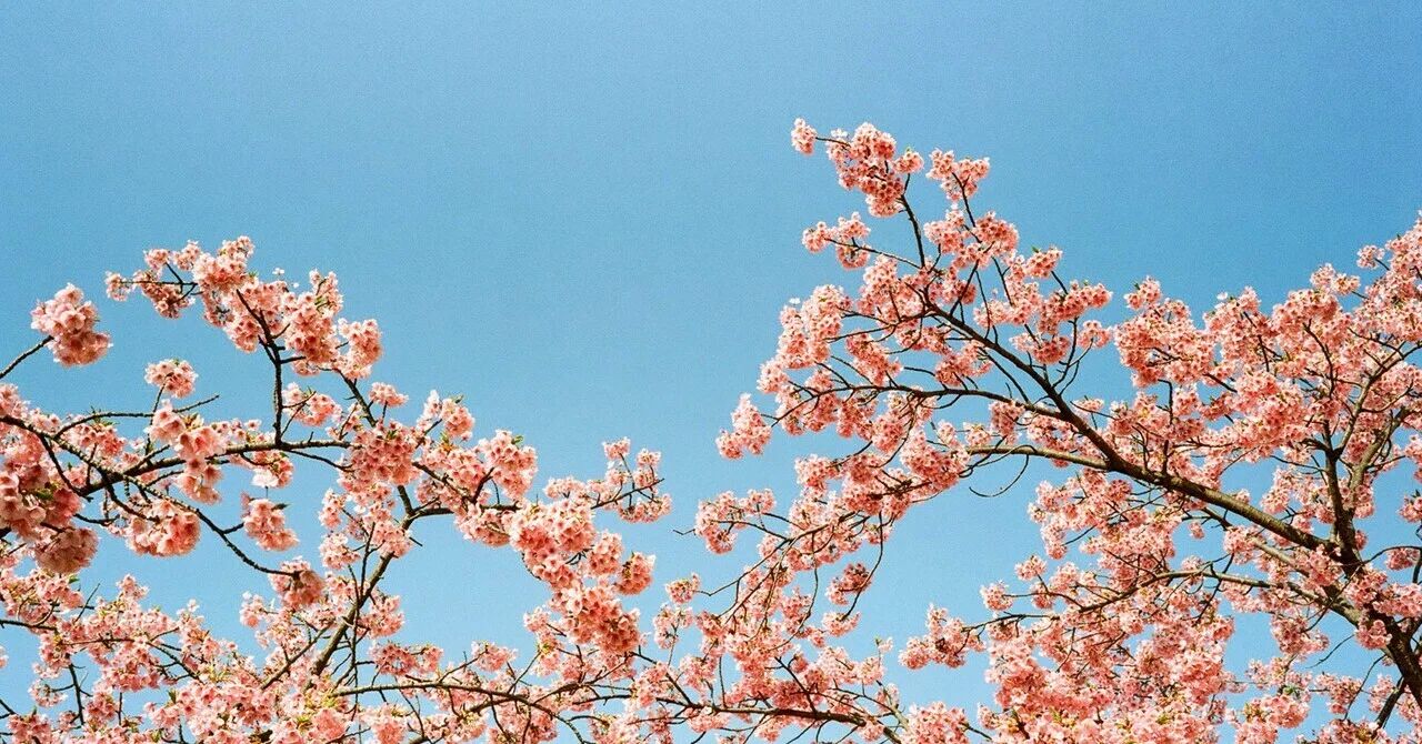 フィルムで巡る旧中川河川敷の桜｜Yuya