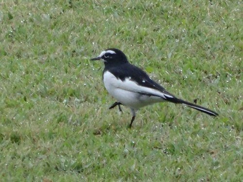 第773回 我が街の鳥 ⑵｜翆野 大地