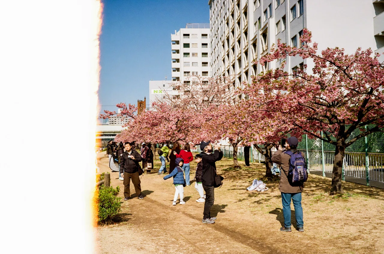 フィルムで巡る旧中川河川敷の桜｜Yuya