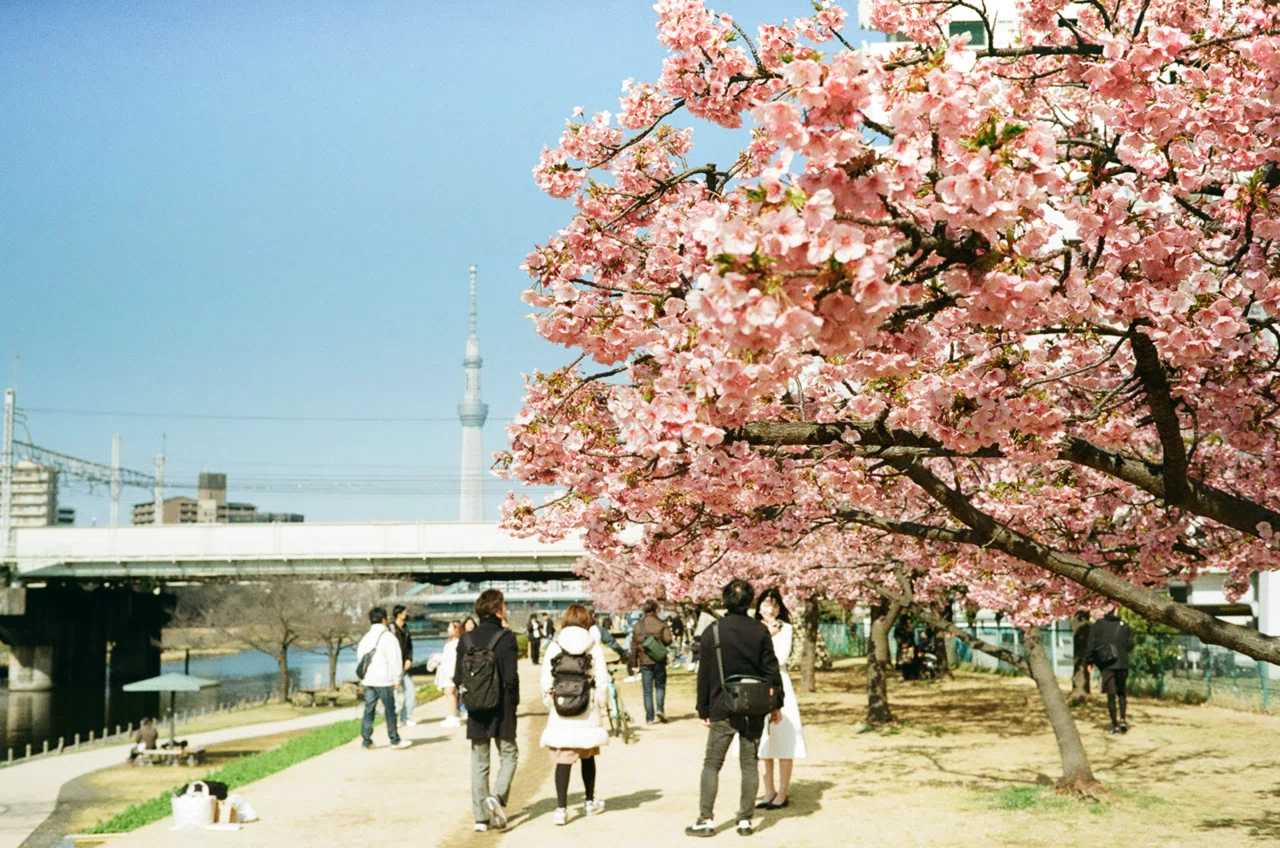 フィルムで巡る旧中川河川敷の桜｜Yuya