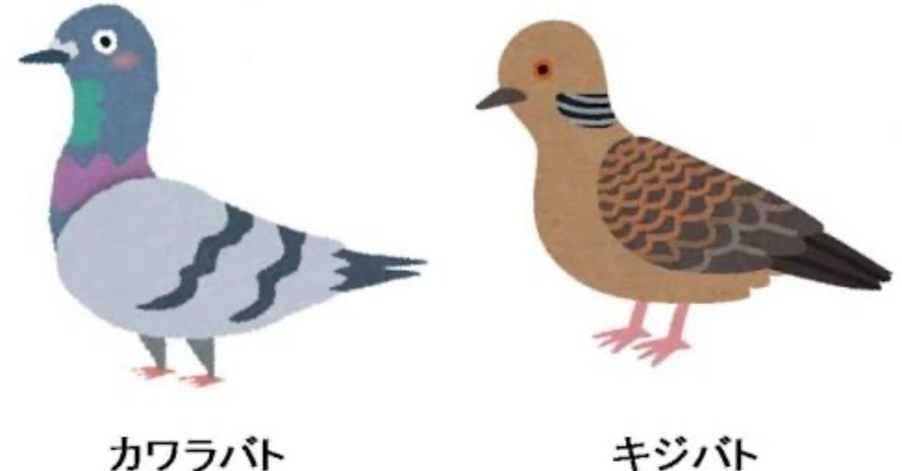 キジバトの剥製 キジバトの羽標本（初列風切、次列風切、三列風切、尾羽、雨覆