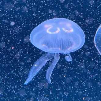 たまのクラゲ