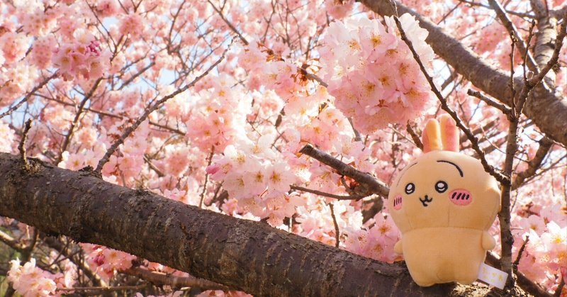 桜❀　0205 Amazon | Starbucks(スターバックス) SAKURA2025ステンレス