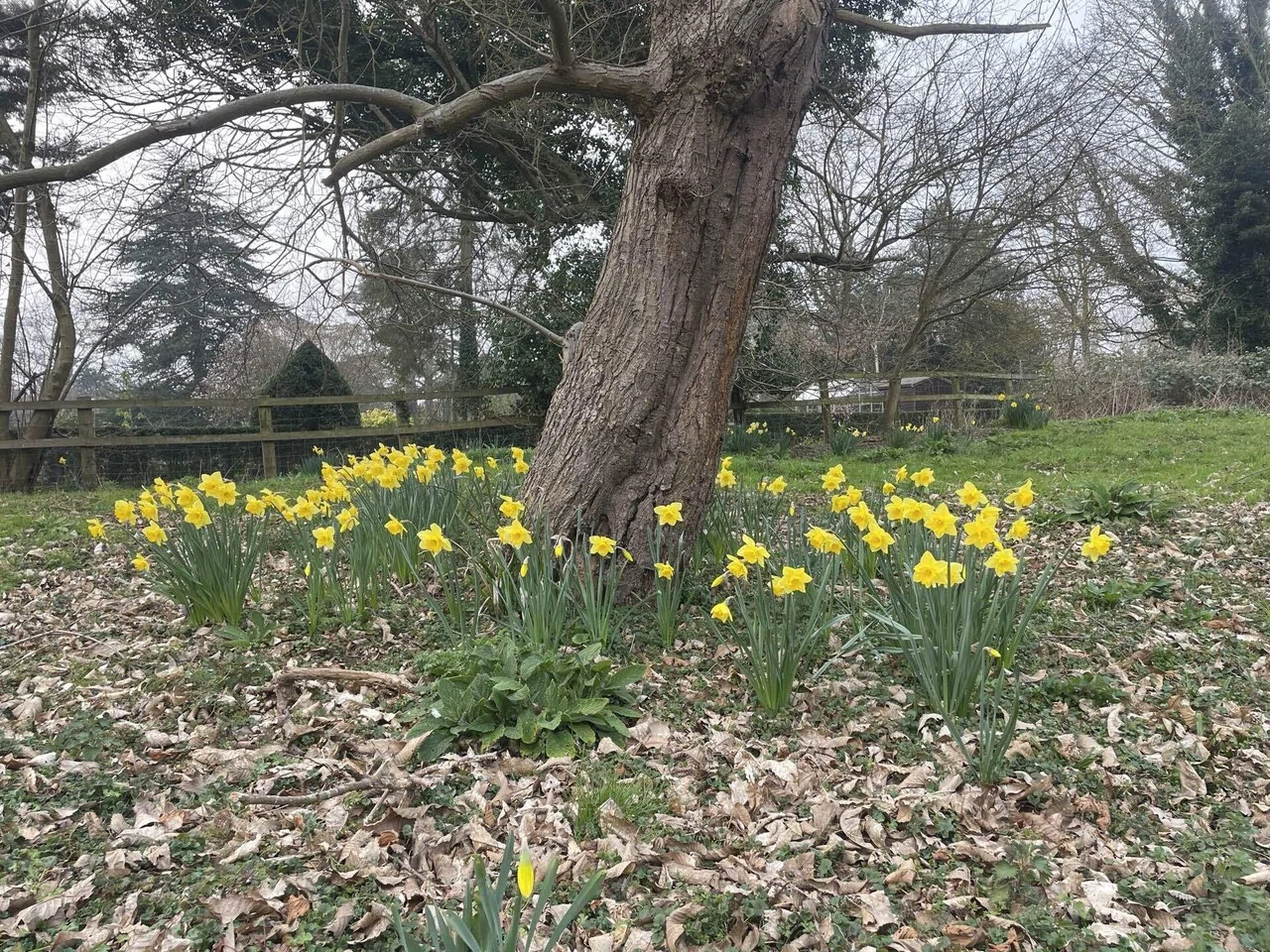 🇬🇧詩を訳してみよう Daffodils by ウィリアム・ワーズワース｜𝚢𝚞𝚞𝚌𝚘