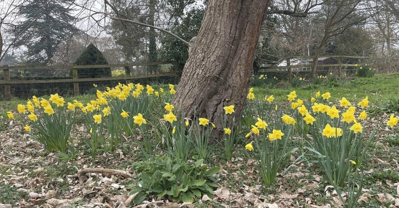 🇬🇧詩を訳してみよう Daffodils by ウィリアム・ワーズワース｜𝚢𝚞𝚞𝚌𝚘