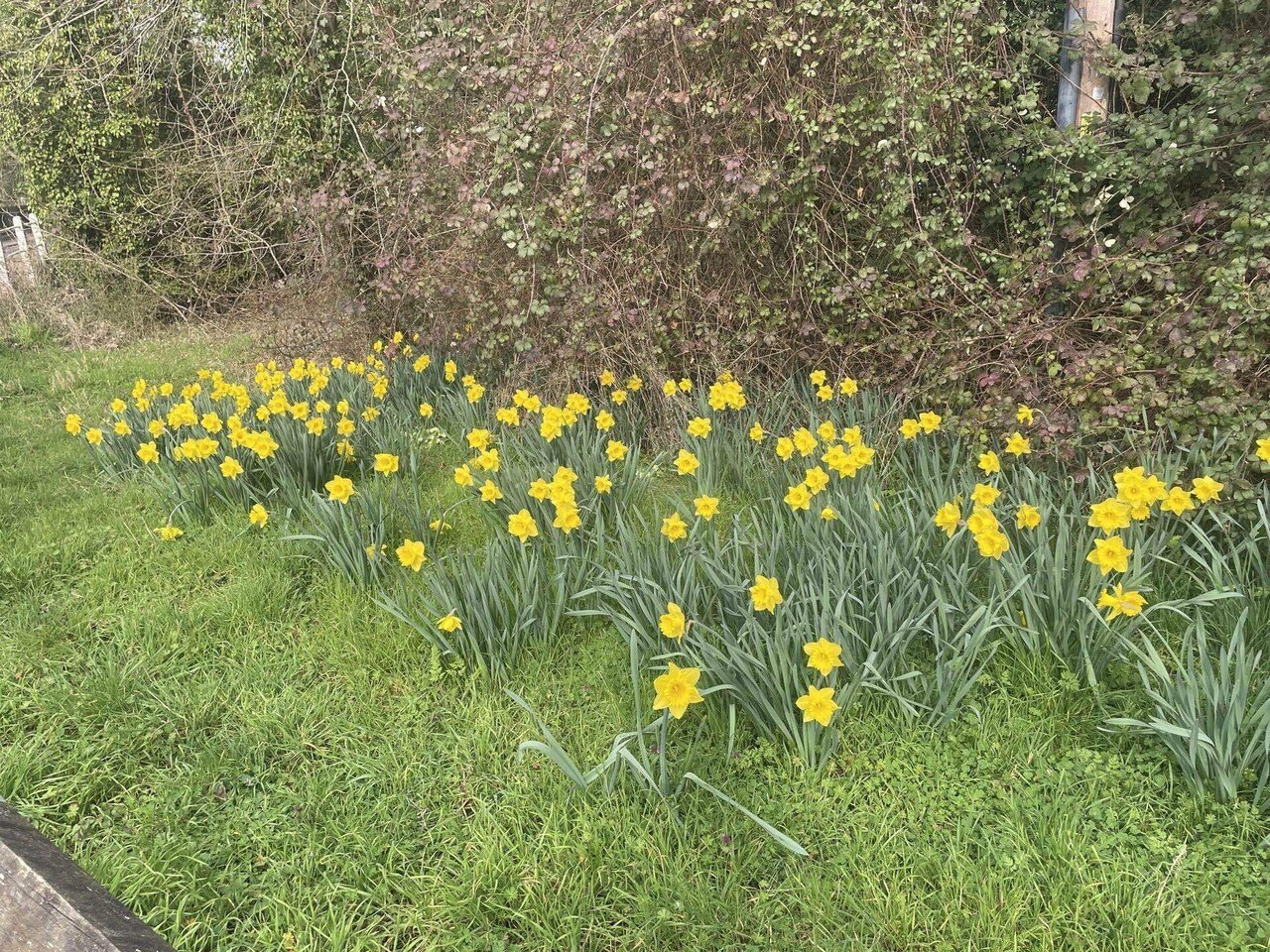 🇬🇧詩を訳してみよう Daffodils by ウィリアム・ワーズワース｜yuuco