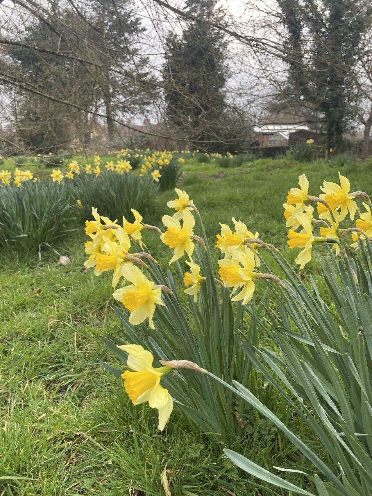 🇬🇧詩を訳してみよう Daffodils by ウィリアム・ワーズワース｜yuuco