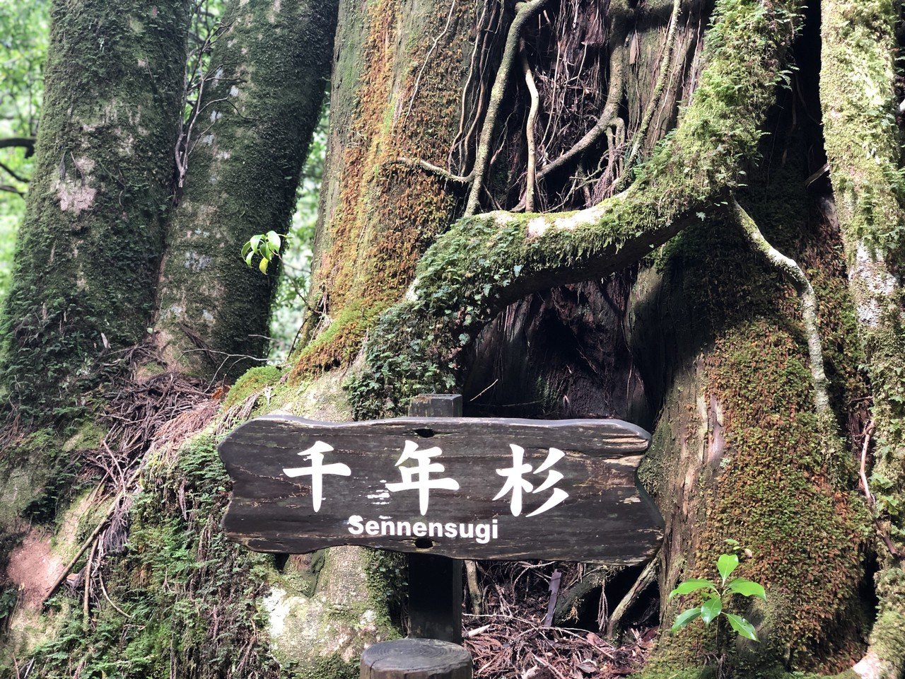 命に、出会いに、ありがとう。奇跡に包まれた屋久島時間。【8月26日〜29日 鹿児島県屋久島町】｜池田美砂子／株式会社be・Cの辺り