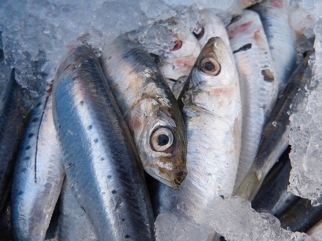 調理法付き】アメリカでおすすめの魚12種紹介!!｜Azuna