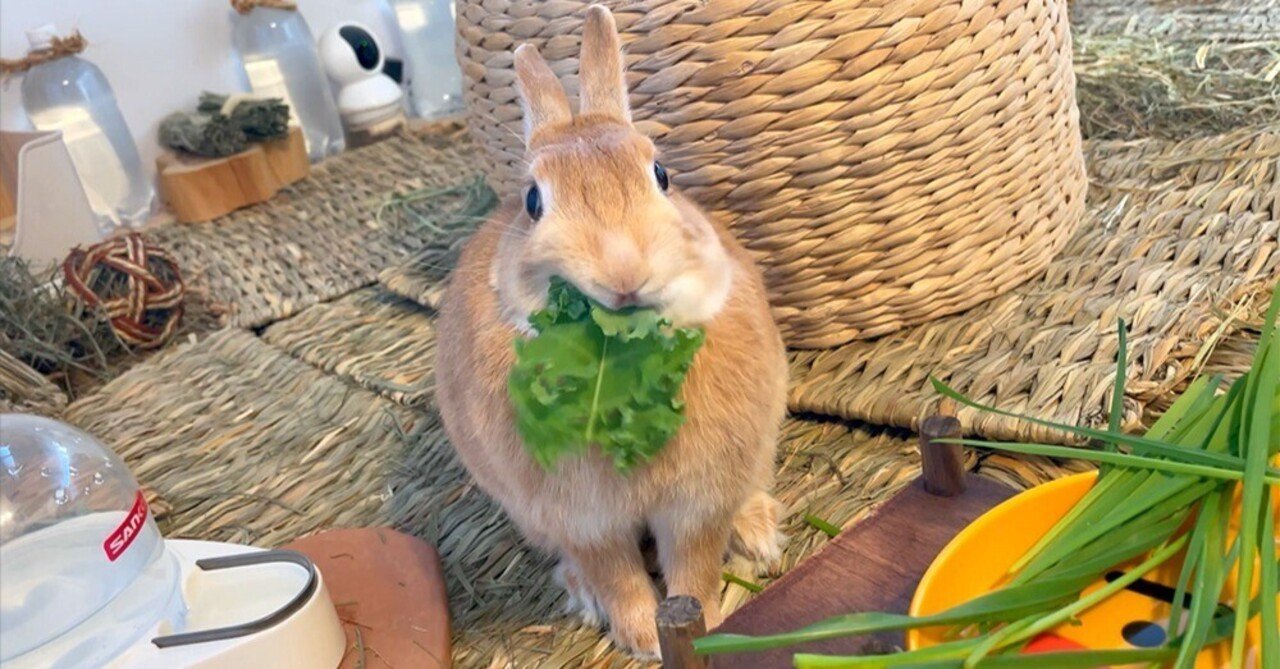 うさぎのおやつは牧草か野菜で…だってお腹こわすんだもん｜うさぎの