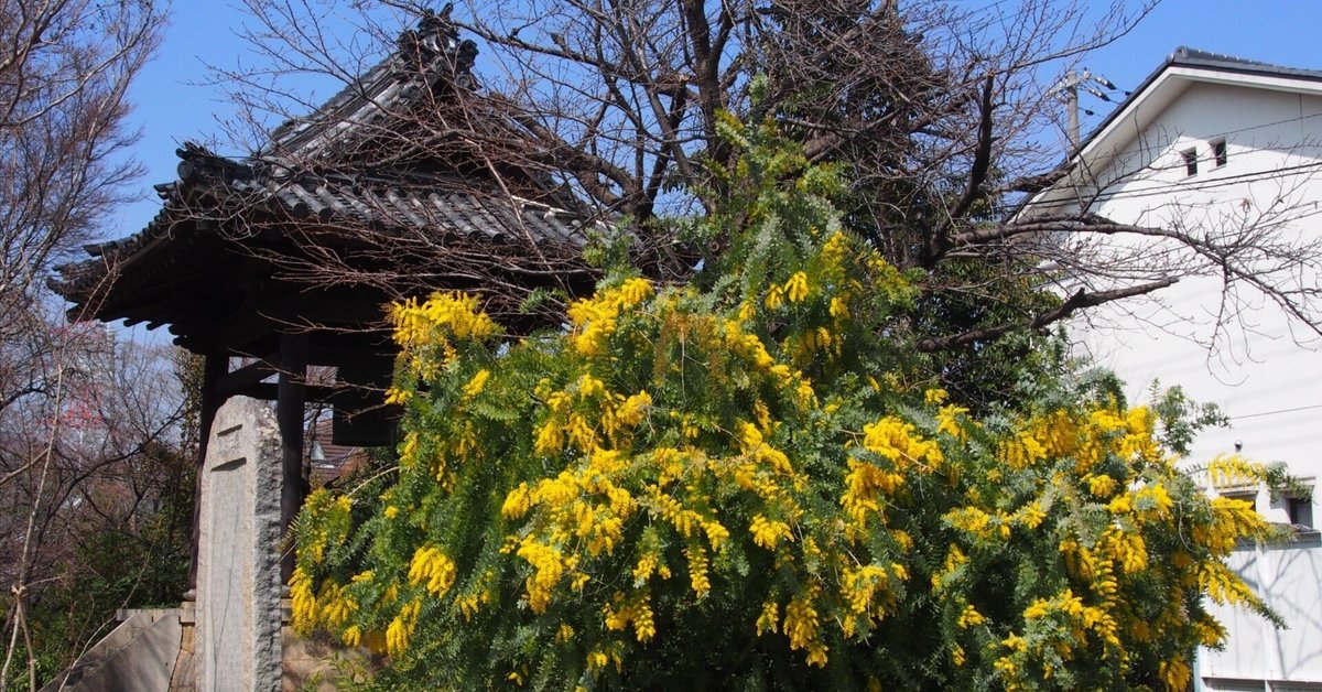 宝塚市 毫攝寺2025年3月23日【ミモザ】|レタス 宝塚市 毫攝寺2025年3月23日【ミモザ】|レタス