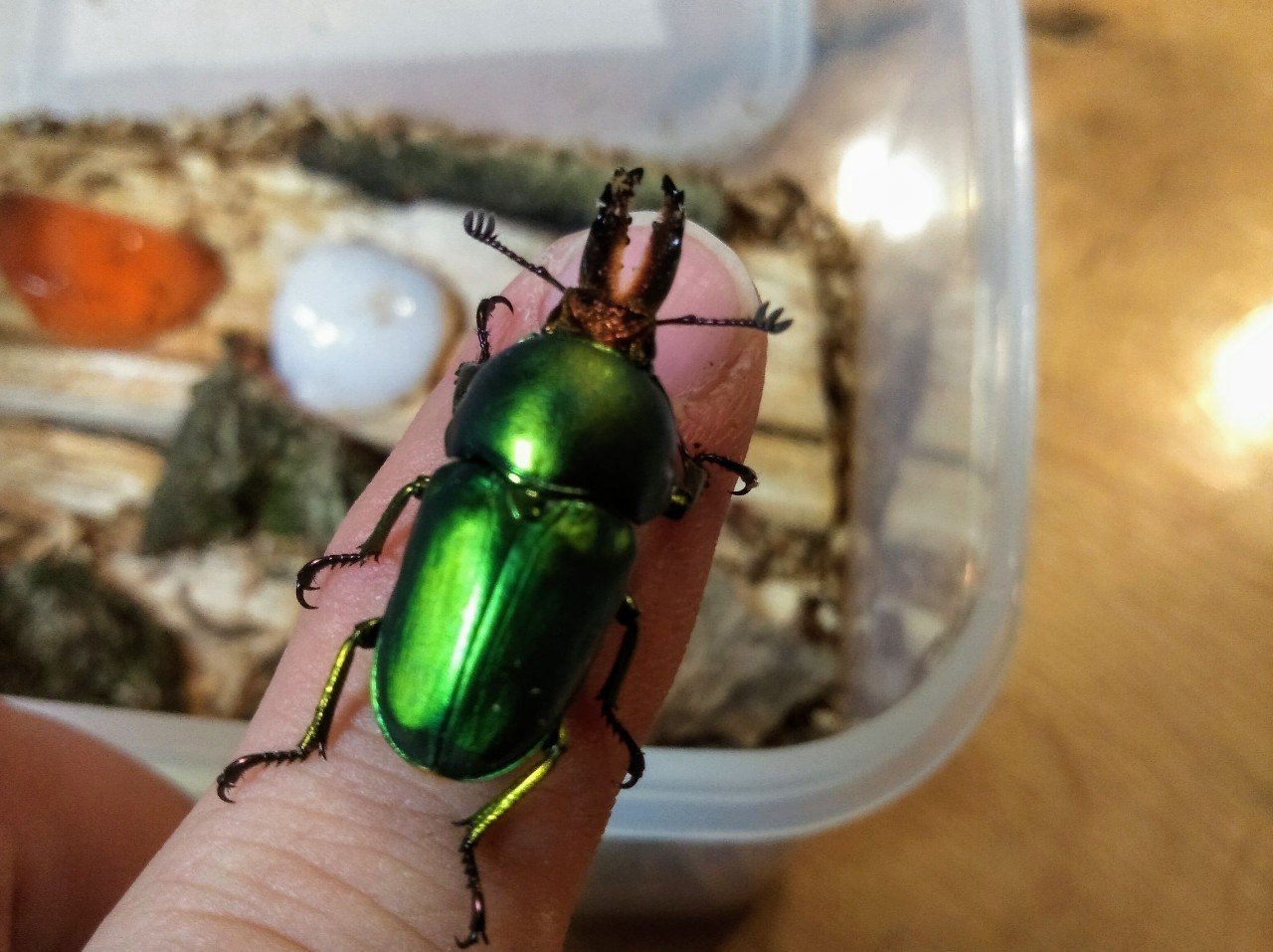 パプアキンイロクワガタって 初心者にお勧め パプキンの魅力 八戸市自由研究ラボラトリー Note パプアキンイロクワガタって 初心者にお勧め パプキンの魅力 八戸市自由研究ラボラトリー Note
