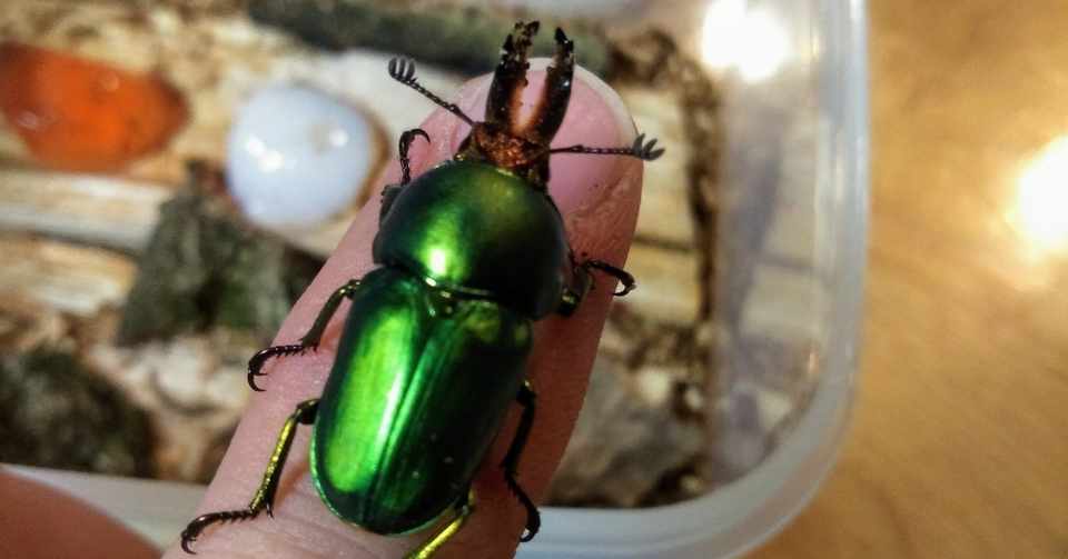 パプアキンイロクワガタって 初心者にお勧め パプキンの魅力 八戸市自由研究ラボラトリー Note