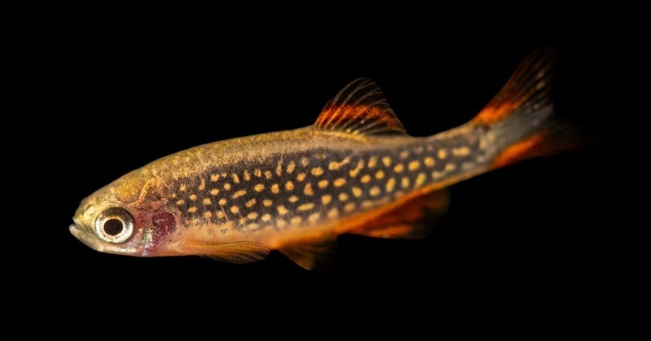 ミクロラスボラsp.ハナビ｜熱帯魚・ダニオの仲間｜初心者向け飼育方法