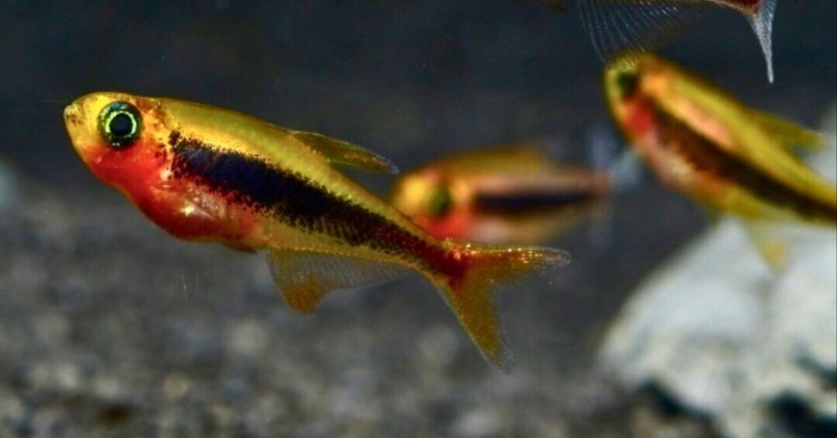 【5％OFF】 熱帯魚｜トゥッカーノ・テトラ｜Kiminori Masuko その他