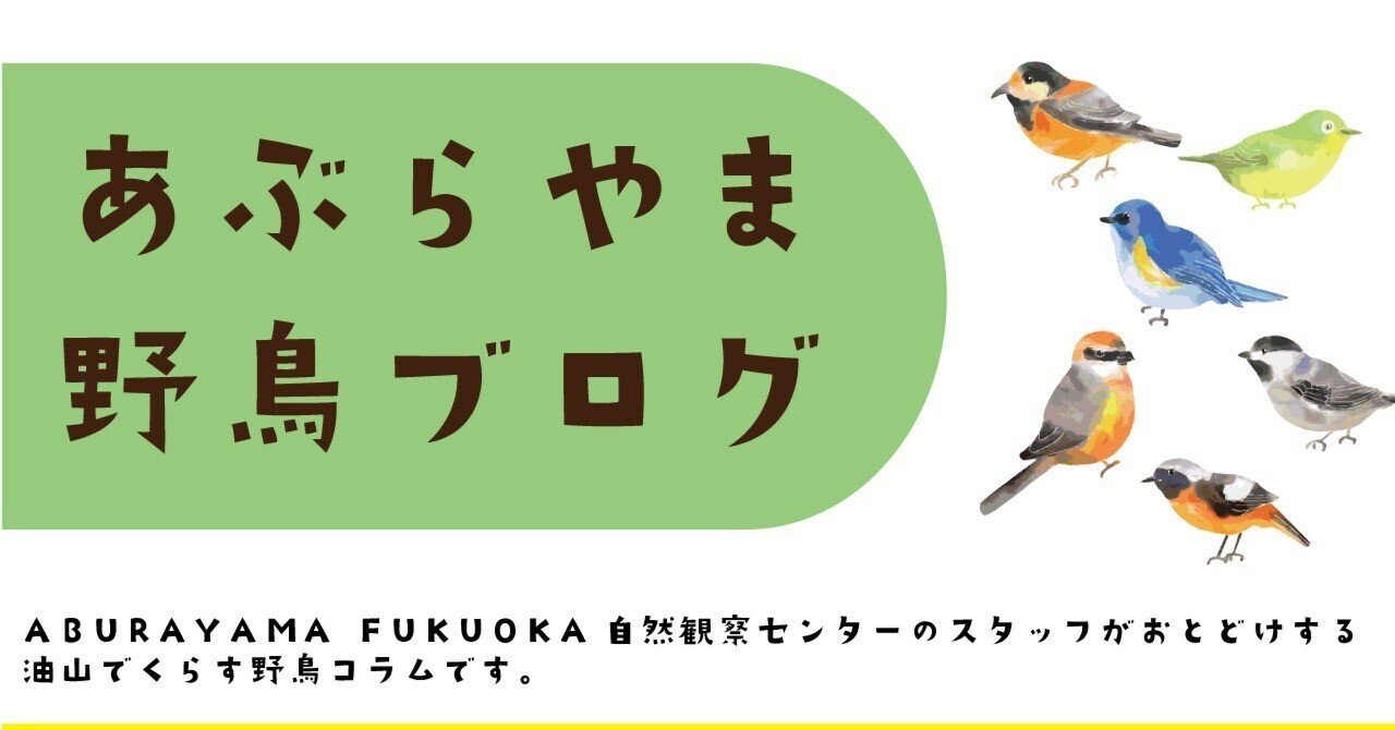 野鳥 鳥 羽根 ヤマショウビンの羽根 野鳥 鳥 羽根 ヤマショウビンの羽根