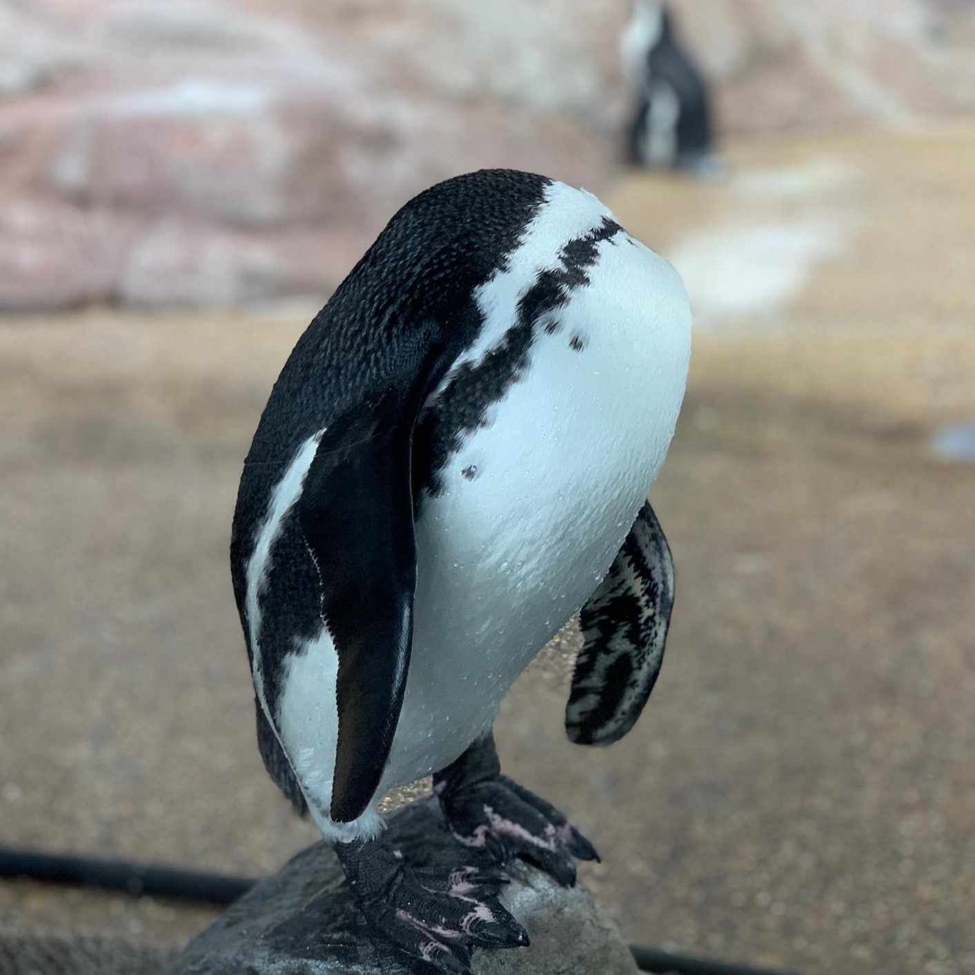 いくえみ綾先生の話 なかの Note