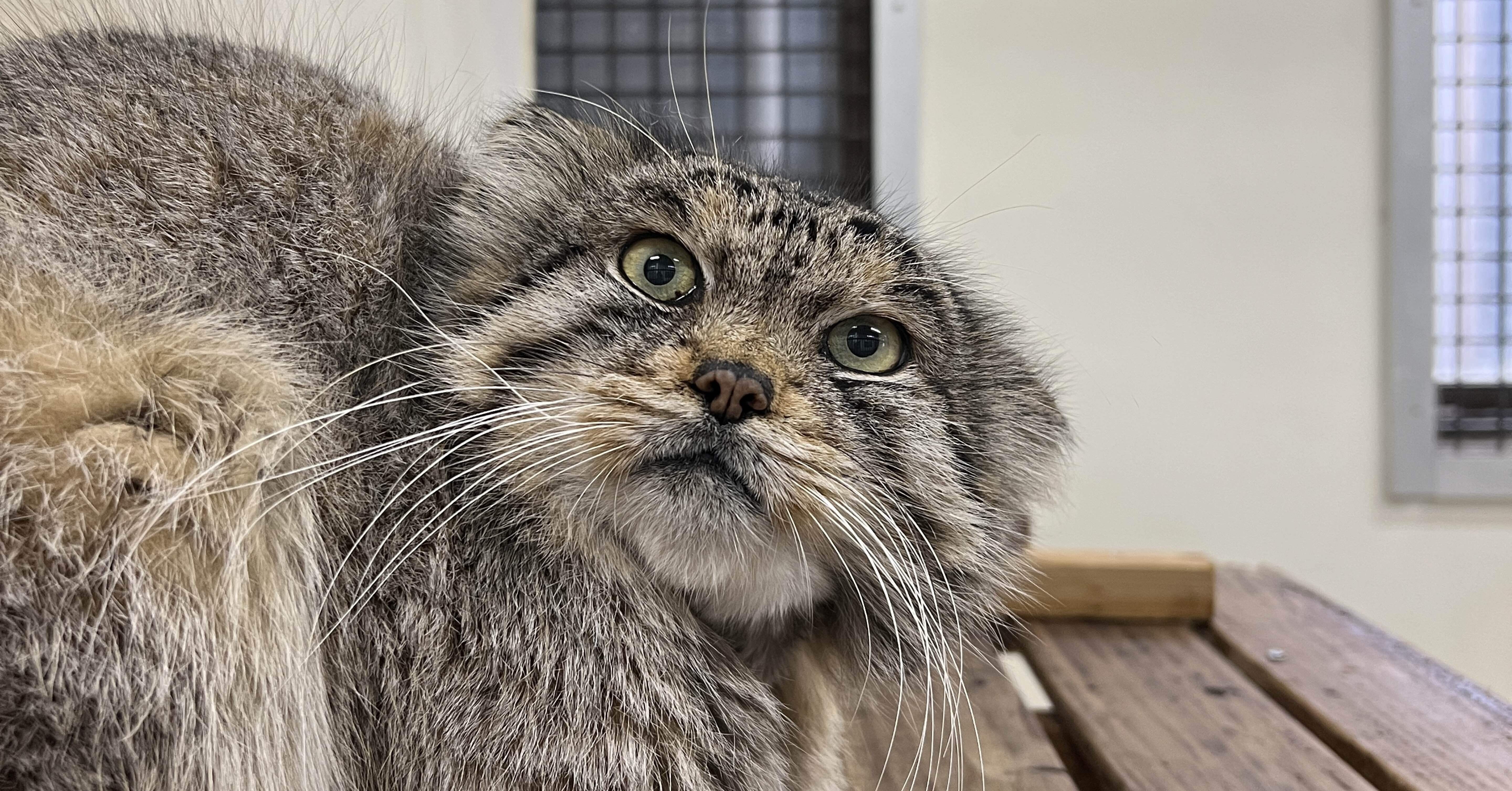 マヌルネコのレフが死亡しました｜那須どうぶつ王国公式note