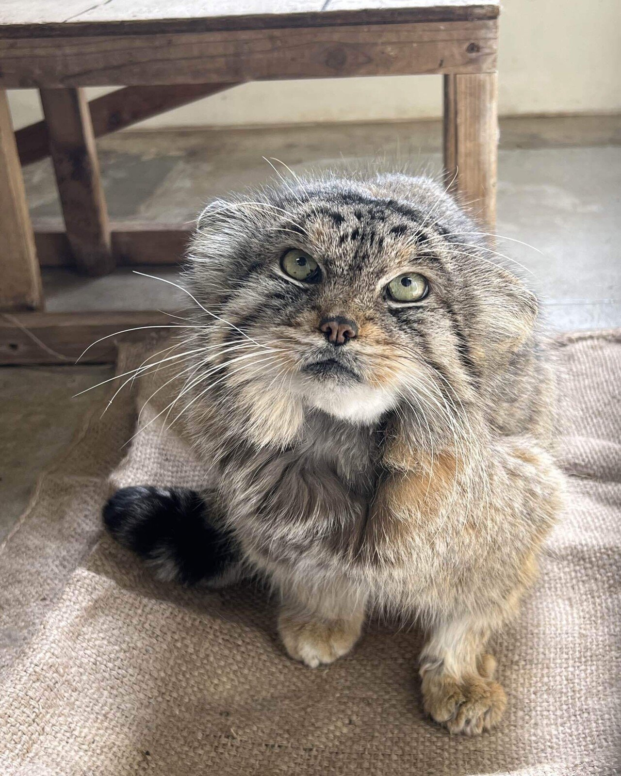 マヌルネコのレフが死亡しました｜那須どうぶつ王国公式note