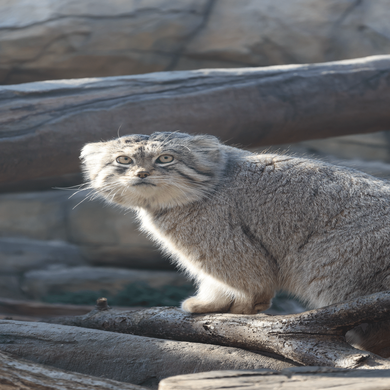 マヌルネコのレフが死亡しました｜那須どうぶつ王国公式note