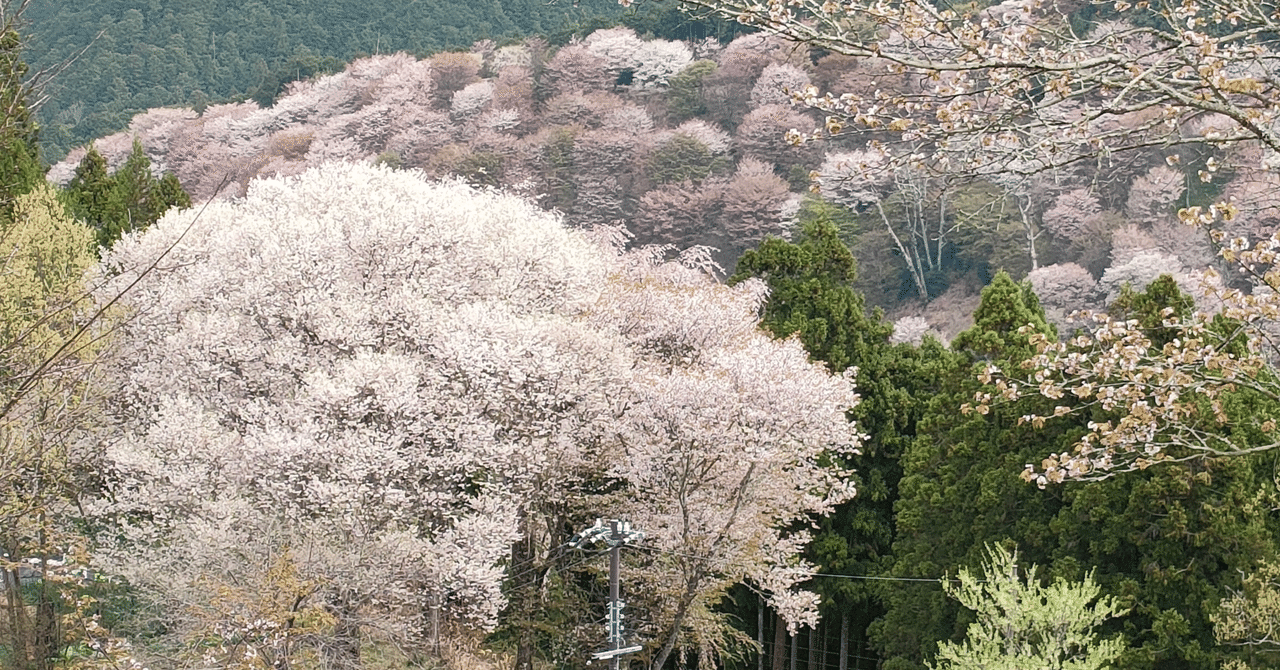 新古今（86）吉野山 去年のしをりの 道変へて｜舞夢