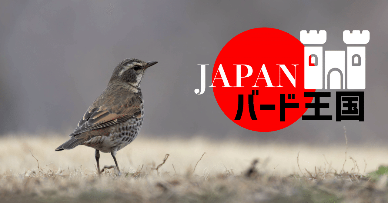 日本で観察できる鳥の数は600種超！【JAPANバード王国#3】｜東スポnote