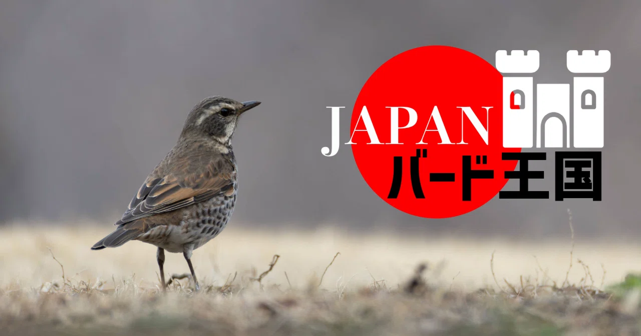 ⭐︎鳥3王⭐︎ 日本で観察できる鳥の数は600種超！【JAPANバード王国#3】｜東スポnote