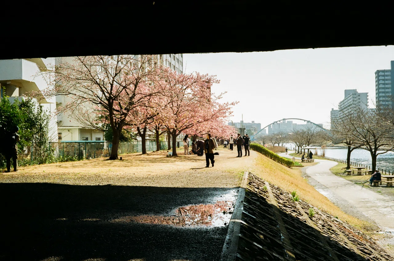 フィルムで巡る旧中川河川敷の桜｜Yuya