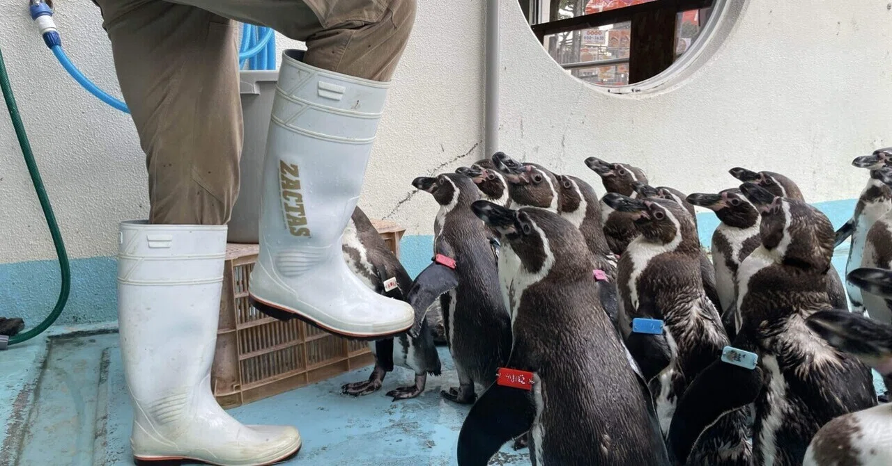 ペンギン担当がよくとる体勢の話｜桂浜水族館 公式