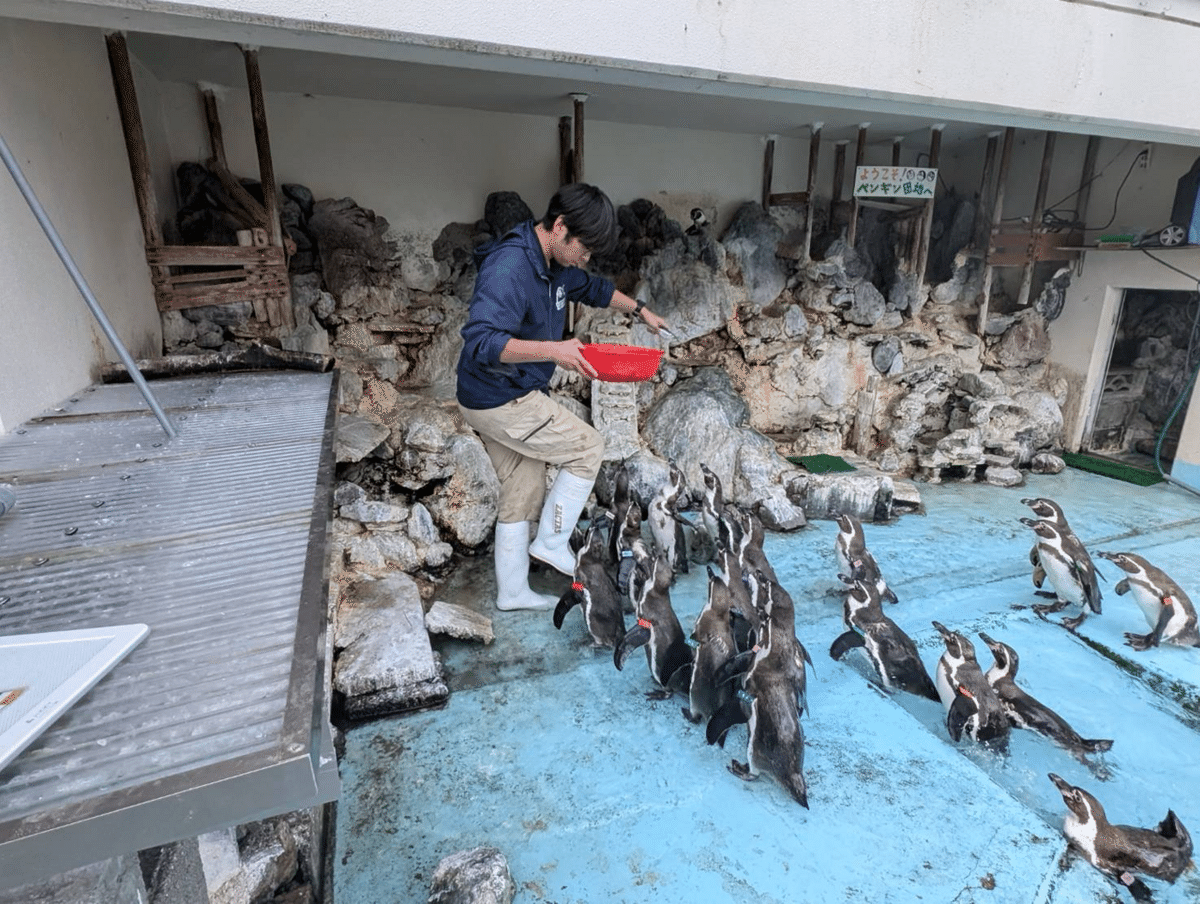 ペンギン担当がよくとる体勢の話｜桂浜水族館 公式