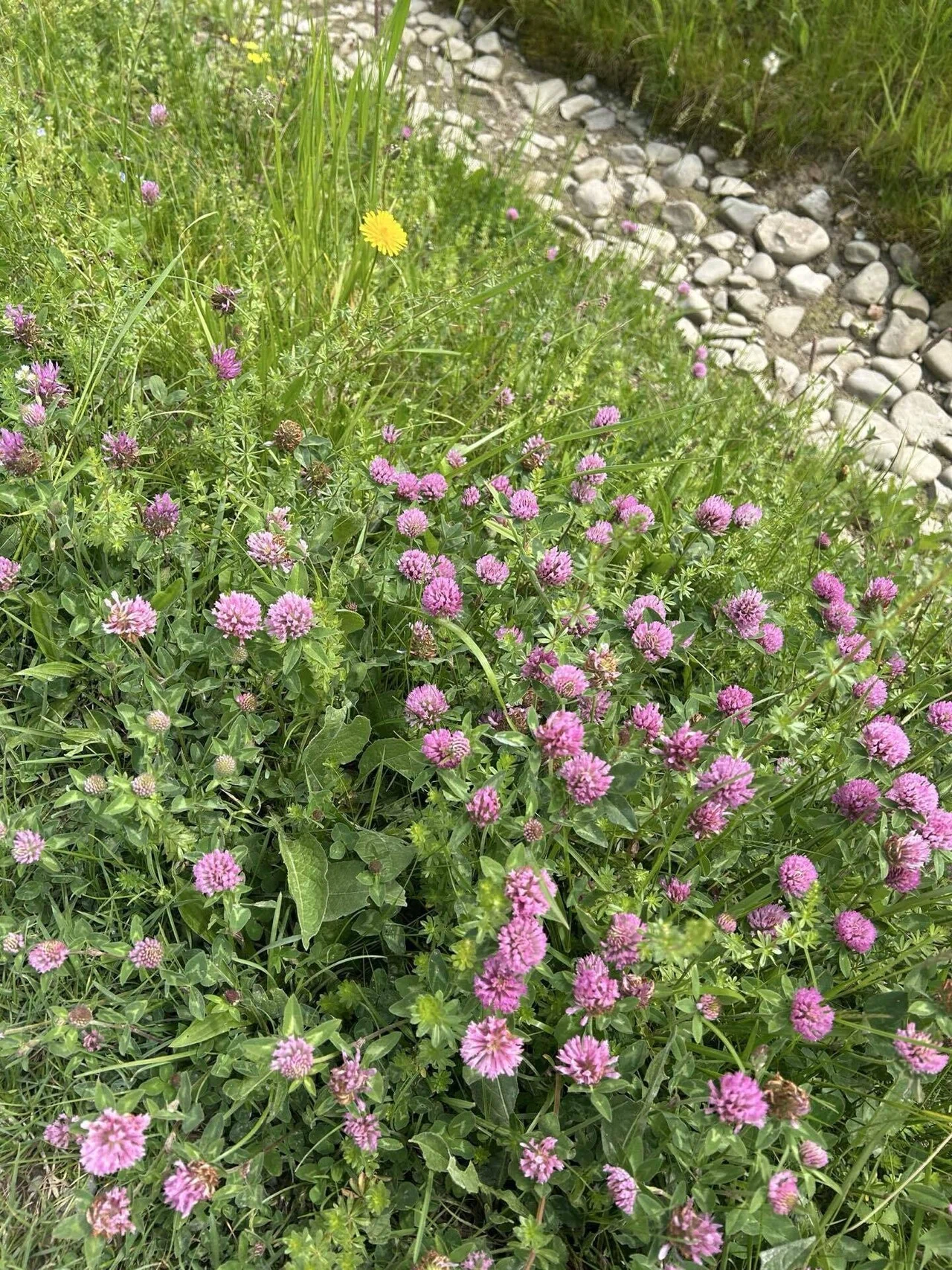 動く雑草 疲れた日にChatGPTと語った、河原の雑草の話｜Red clover| 50代お