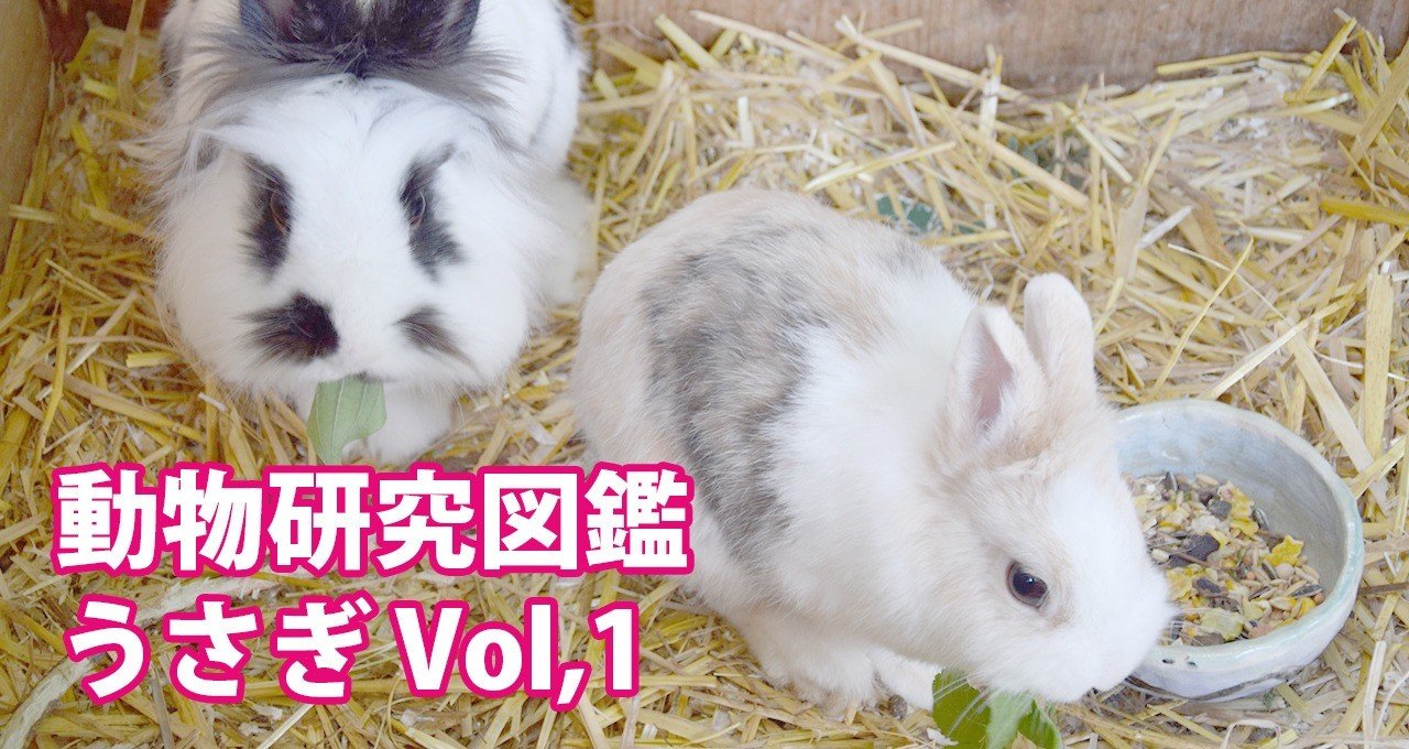 動物研究図鑑 うさぎvol 1 Note0030 Ryo Nft Illustrator Note