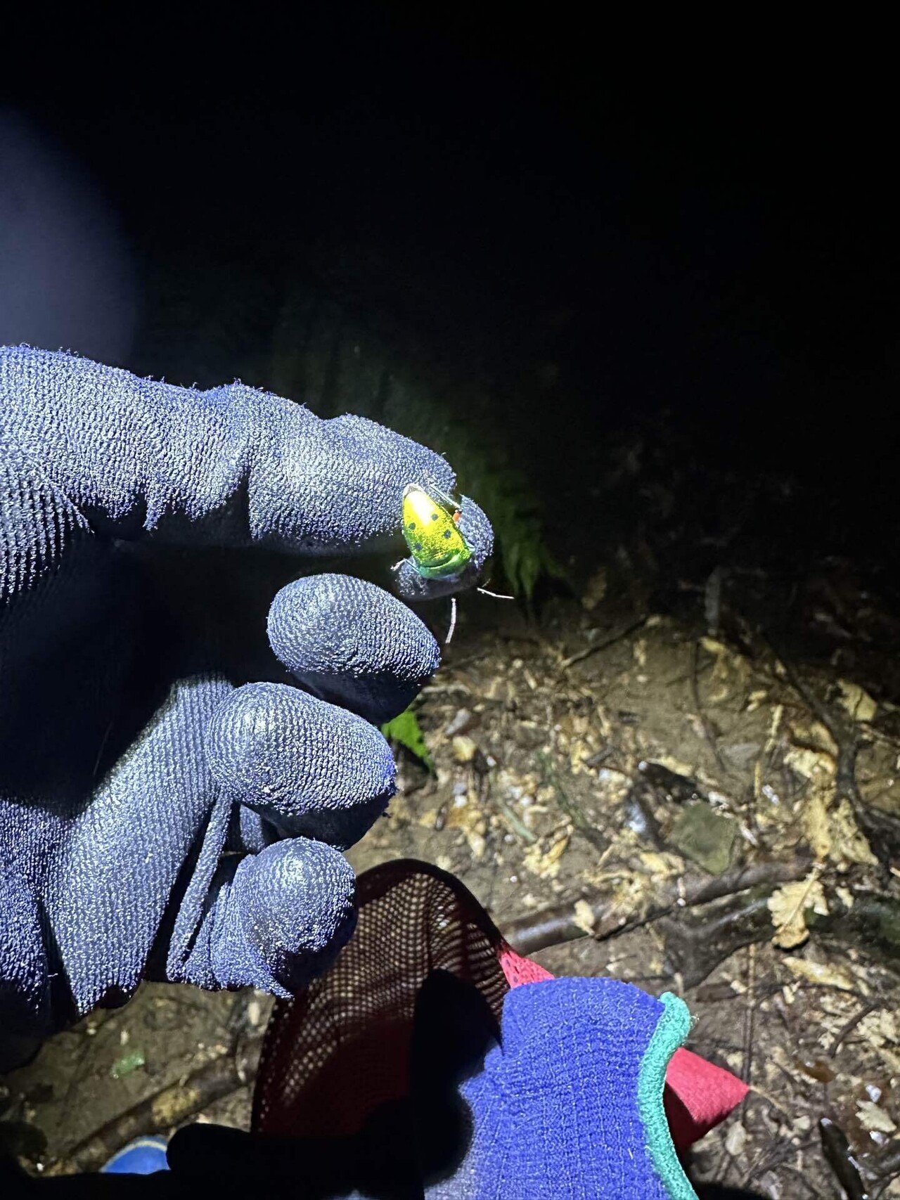 2024年ヤエヤママルバネクワガタ採集記｜Timmy